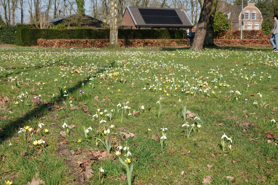 Een bloeiresultaat van de 'Wildverband plantmachine' Een bloeiresultaat van de 'Wildverband plantmachine'